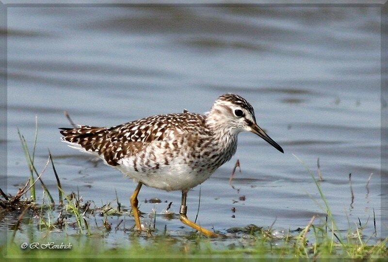 Wood Sandpiper