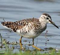 Wood Sandpiper