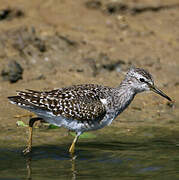 Wood Sandpiper