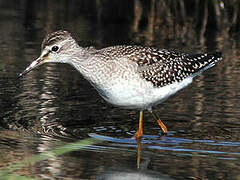 Wood Sandpiper