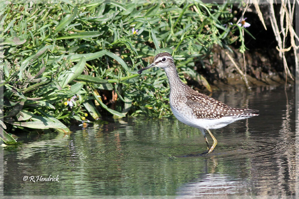 Wood Sandpiper