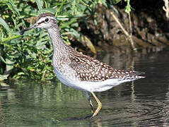 Wood Sandpiper