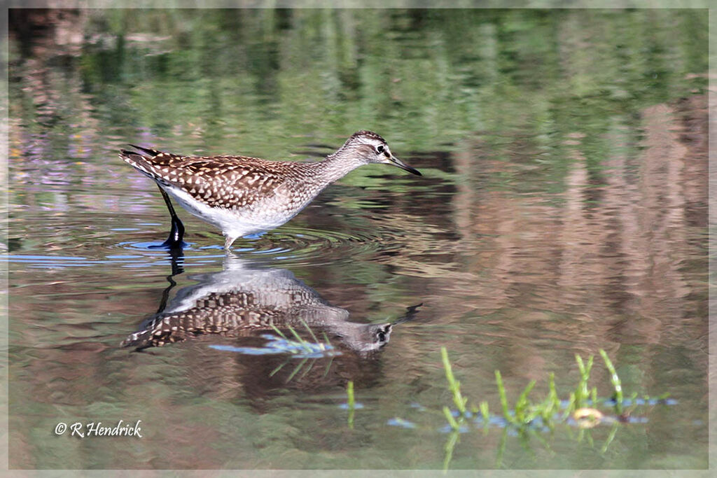 Wood Sandpiper