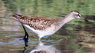 Wood Sandpiper