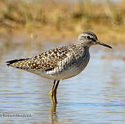 Wood Sandpiper