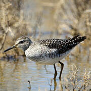 Wood Sandpiper