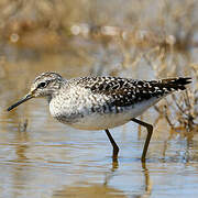 Wood Sandpiper