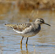Wood Sandpiper
