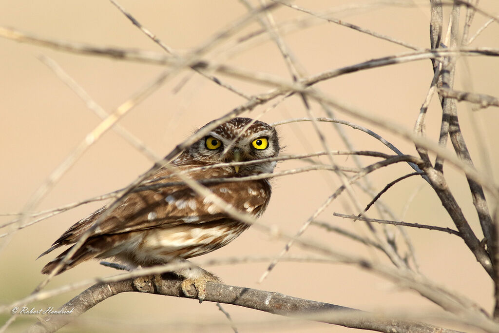 Little Owl