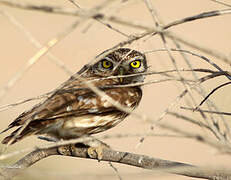 Little Owl