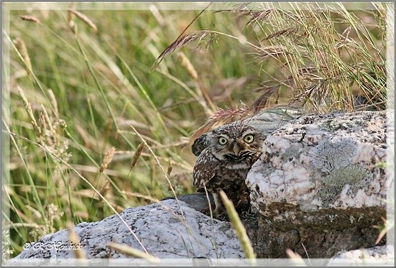 Little Owl