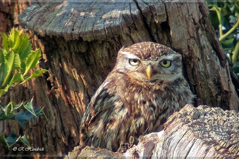 Little Owl