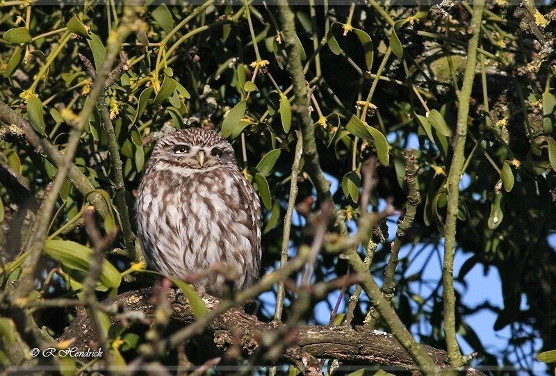 Little Owl