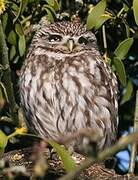 Little Owl