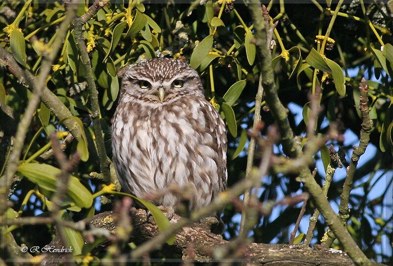 Little Owl