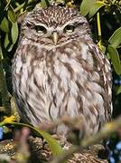 Little Owl