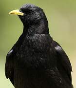 Alpine Chough