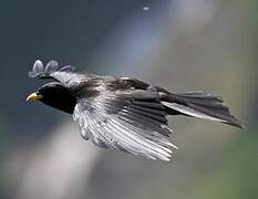 Alpine Chough