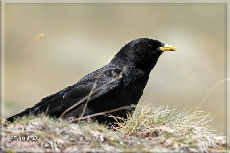 Alpine Chough