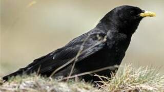 Alpine Chough