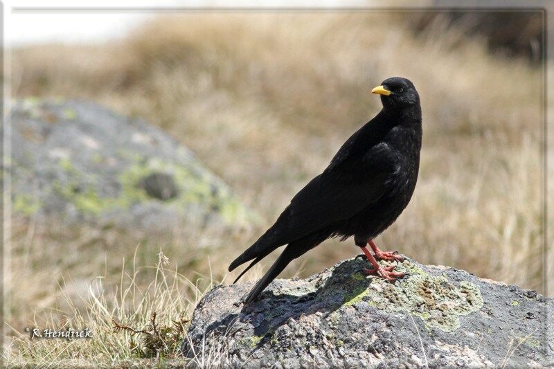 Alpine Chough