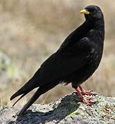 Alpine Chough