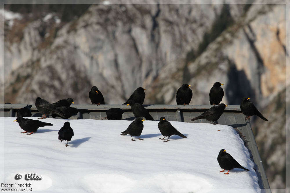 Alpine Chough, Behaviour