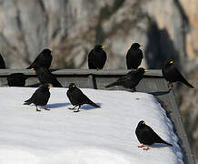 Alpine Chough