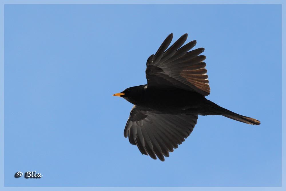 Alpine Chough