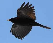 Alpine Chough