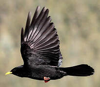 Alpine Chough