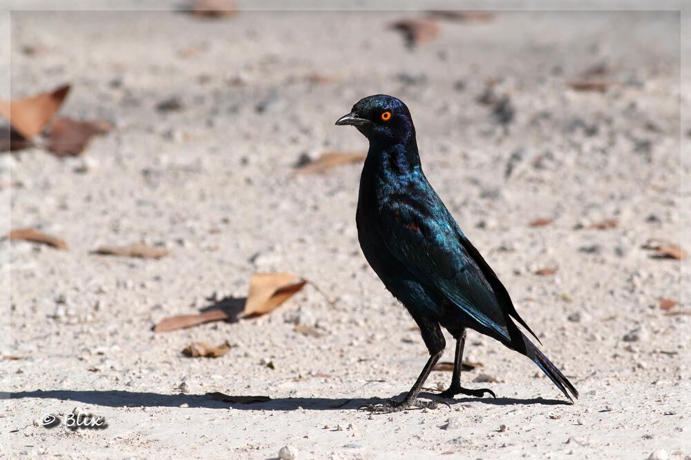 Cape Starling