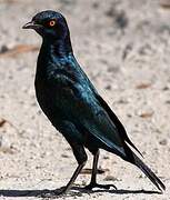 Cape Starling