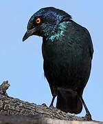 Cape Starling