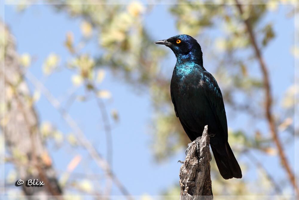 Cape Starling