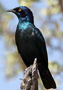 Cape Starling