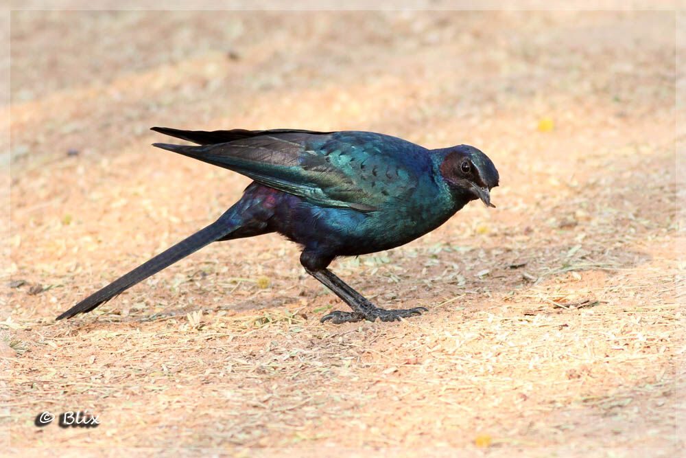 Meves's Starling