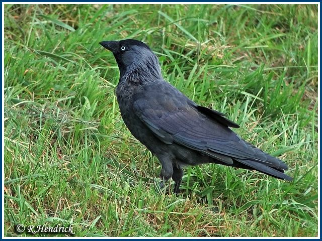 Western Jackdaw