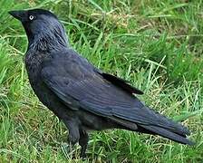 Western Jackdaw