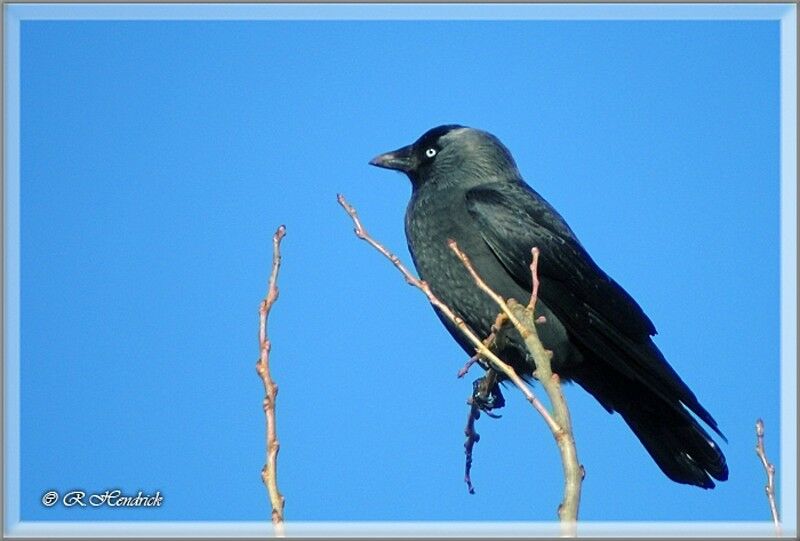 Western Jackdaw