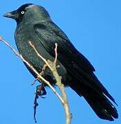 Western Jackdaw