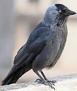 Western Jackdaw