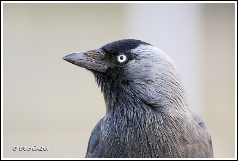 Western Jackdaw