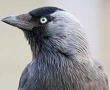 Western Jackdaw