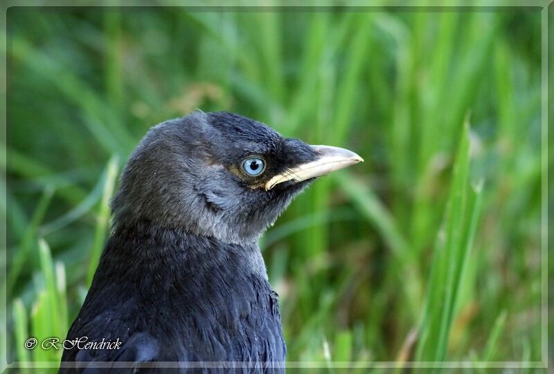 Western Jackdaw