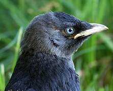 Western Jackdaw