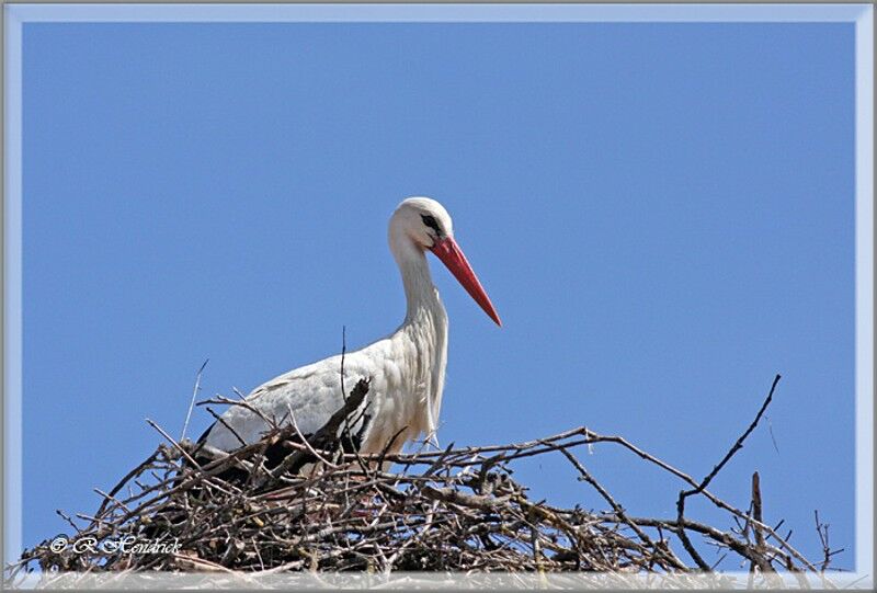 White Stork