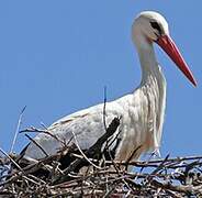 White Stork