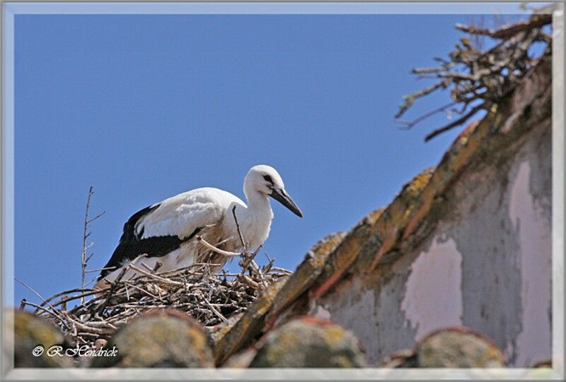 Cigogne blanche