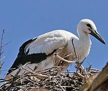 Cigogne blanche